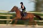 Agriculture & Animal Science