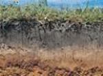 Australian Soil Resource Information System