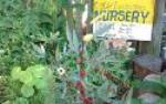 Edible Landscapes Nursery