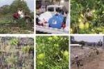 Environmental Weed Management