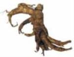 Fresh Biodynamic Roots