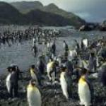 International Wilderness Campaigns