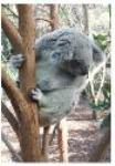 Koala Plans Of Management