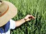 Soil Foodweb Programs