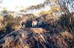 The Malleefowl Mound