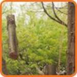 Tree Pruning and Tree Trimming Services
